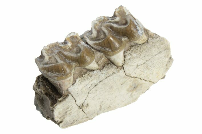 Fossil Horse (Mesohippus) Jaw Section - South Dakota #223389